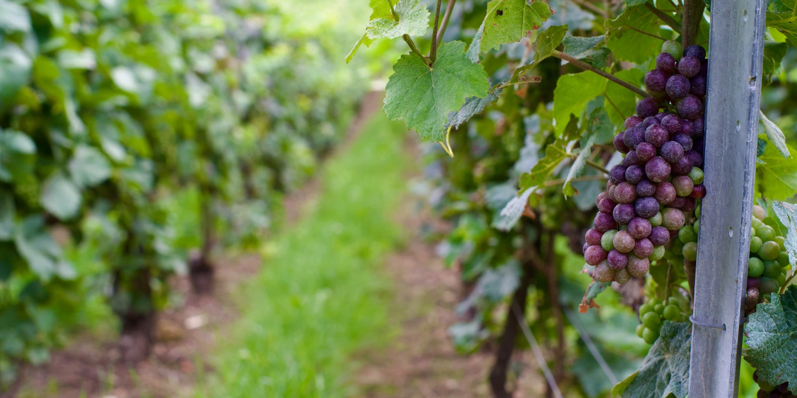 Licence Éco (Économie) à Paris 1 Panthéon-Sorbonne Licence Éco (Économie) à Paris 1 Panthéon-Sorbonne